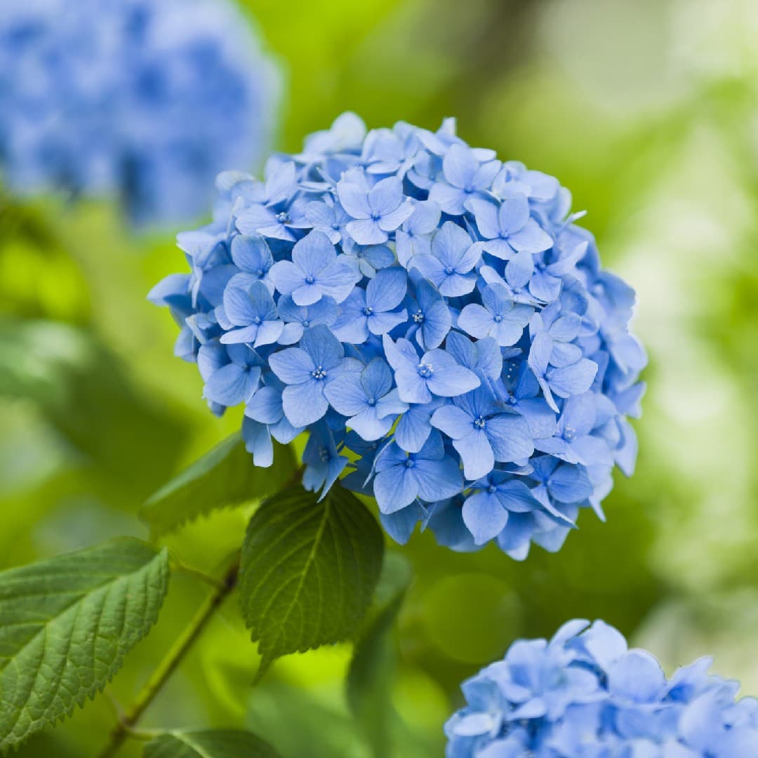 Bigleaf Hydrangea